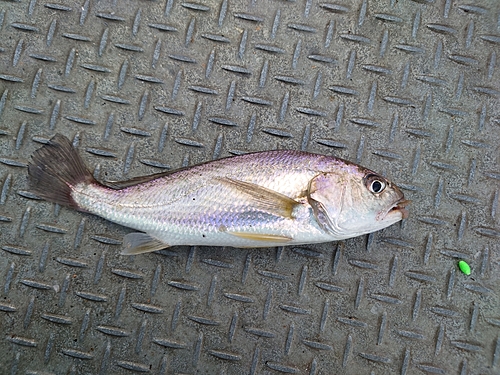 イシモチの釣果