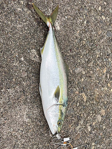 ハマチの釣果