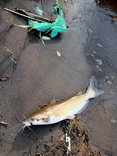 アメリカナマズの釣果