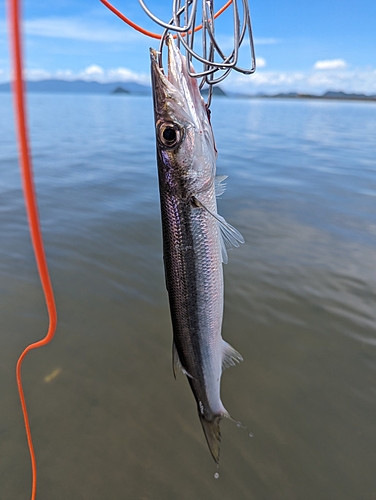 カマスの釣果