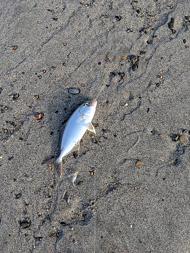 ショゴの釣果