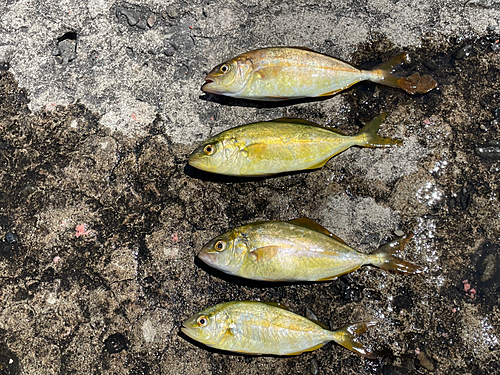 ショゴの釣果