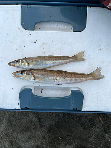 キスの釣果