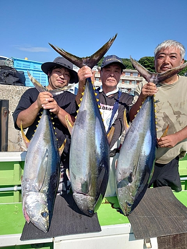 イワシの釣果