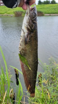 ナマズの釣果