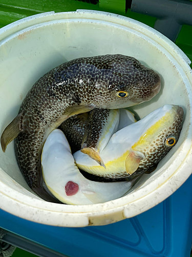 ショウサイフグの釣果