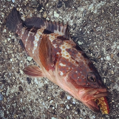 アコウの釣果