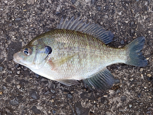 ブルーギルの釣果