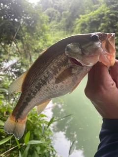 ブラックバスの釣果