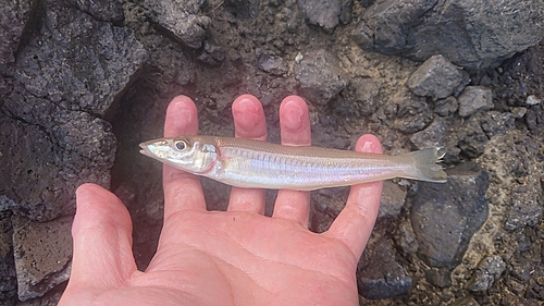 シロギスの釣果