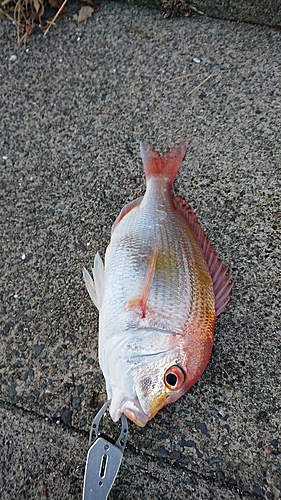 釣果