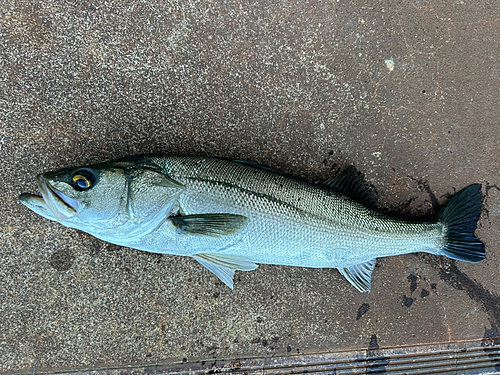 スズキの釣果