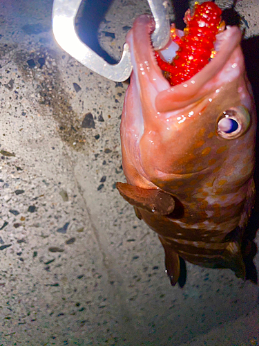 アコウの釣果