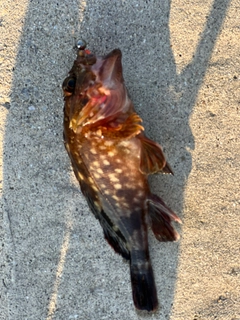 ガシラの釣果
