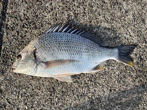 キビレの釣果