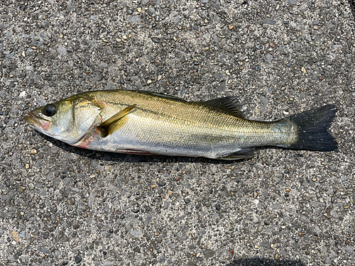 スズキの釣果