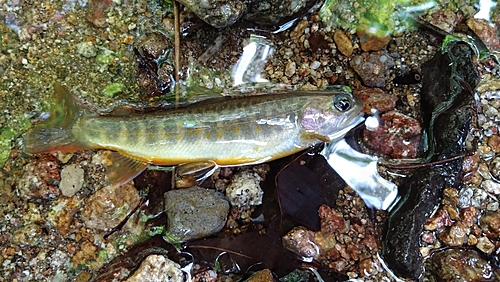 ヤマトイワナの釣果