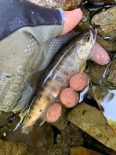 ヤマメの釣果