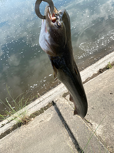 ナマズの釣果