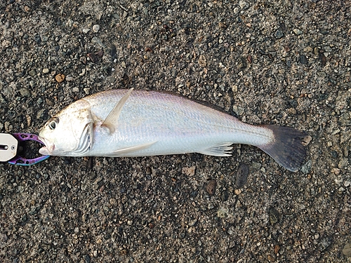 イシモチの釣果