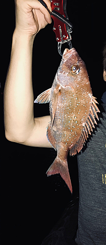 マダイの釣果