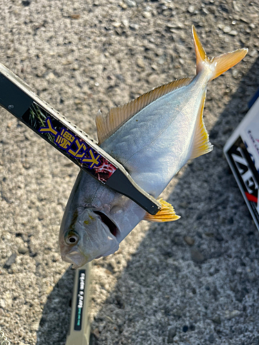 ショゴの釣果