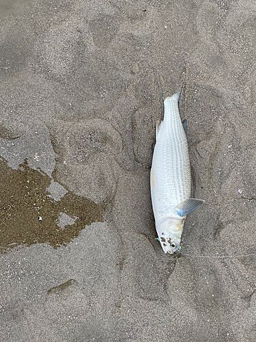 ボラの釣果