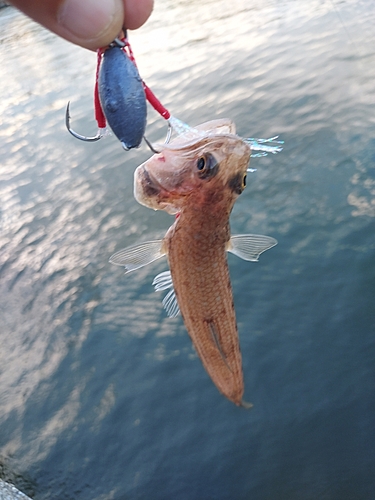 エソの釣果