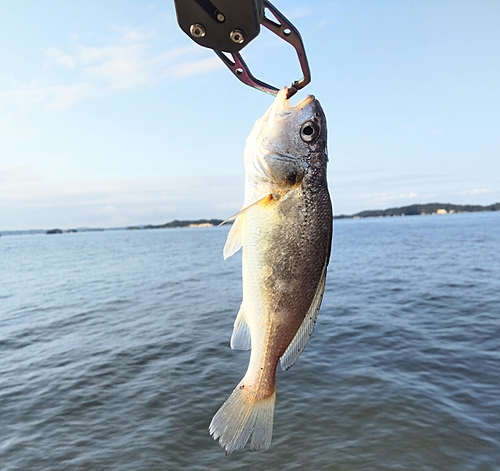 イシモチの釣果