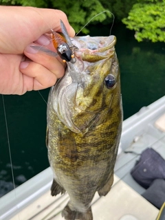 スモールマウスバスの釣果