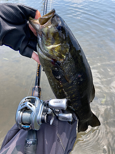 スモールマウスバスの釣果