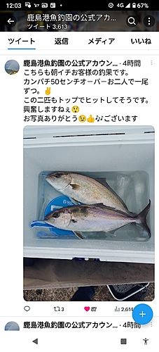 カンパチの釣果