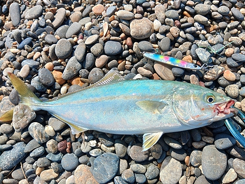 ワカシの釣果