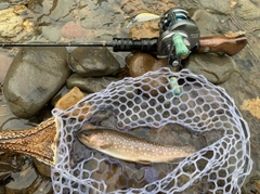 イワナの釣果