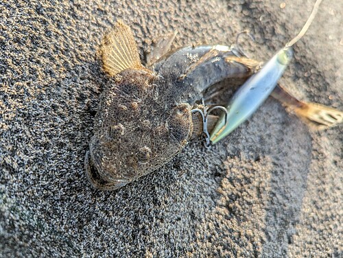 マゴチの釣果