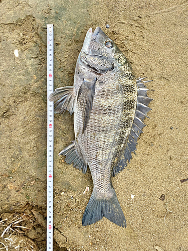 クロダイの釣果