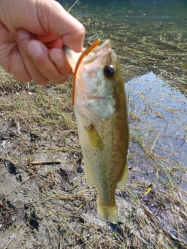 ラージマウスバスの釣果