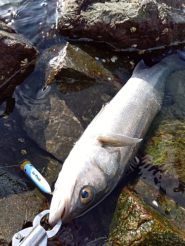 スズキの釣果