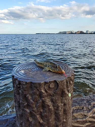 ハゼの釣果