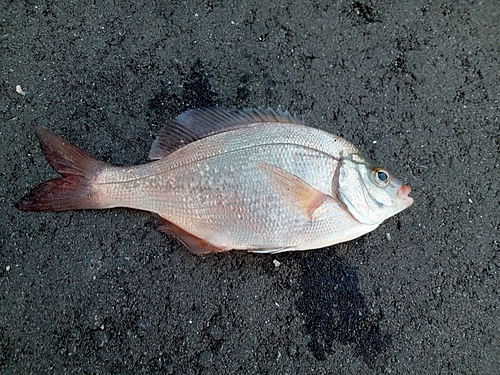 ウミタナゴの釣果