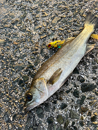 セイゴ（マルスズキ）の釣果