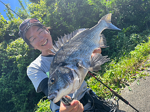 クロダイの釣果