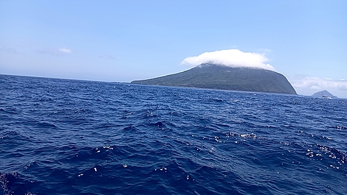 イワシの釣果