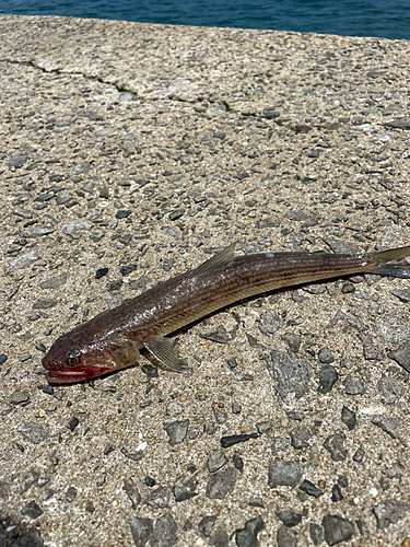 エソの釣果