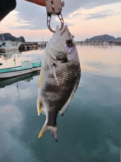 キビレの釣果