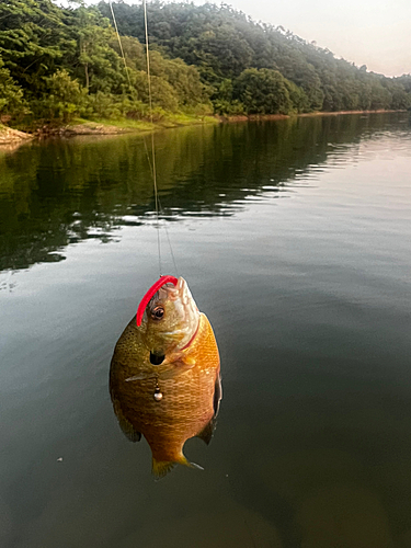 ブルーギルの釣果