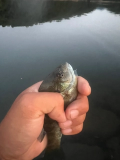 ブルーギルの釣果