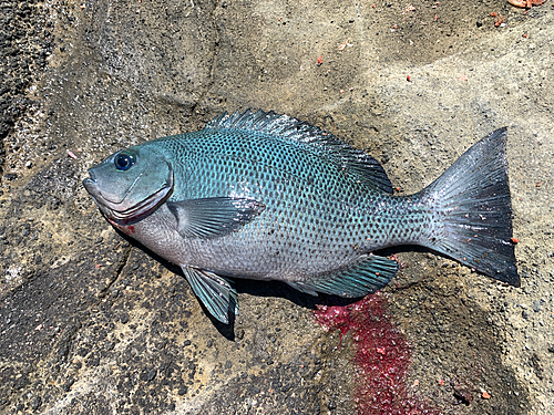 メジナの釣果