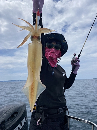 ケンサキイカの釣果