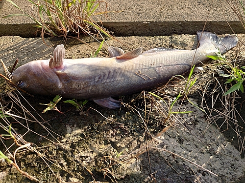 アメリカナマズの釣果